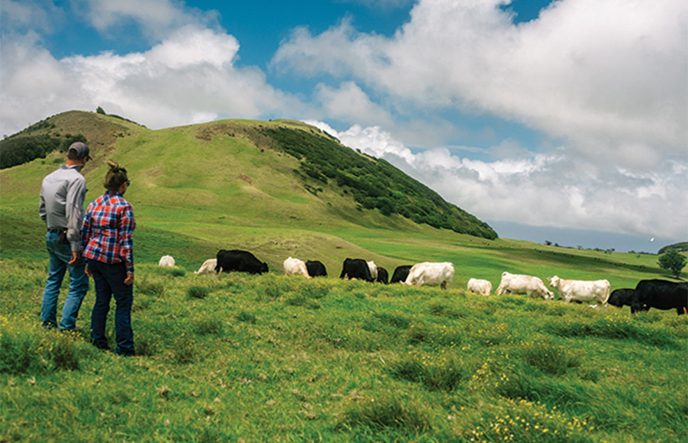 cattle farmers look out on the pasture with black and white cows.