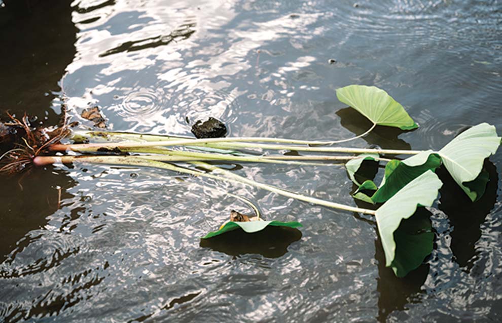 a close-up of a lily pad